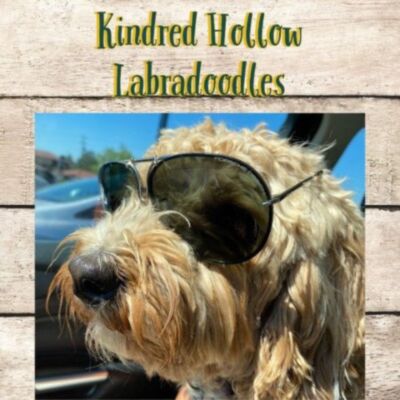 Kindred Hollow Labradoodles 